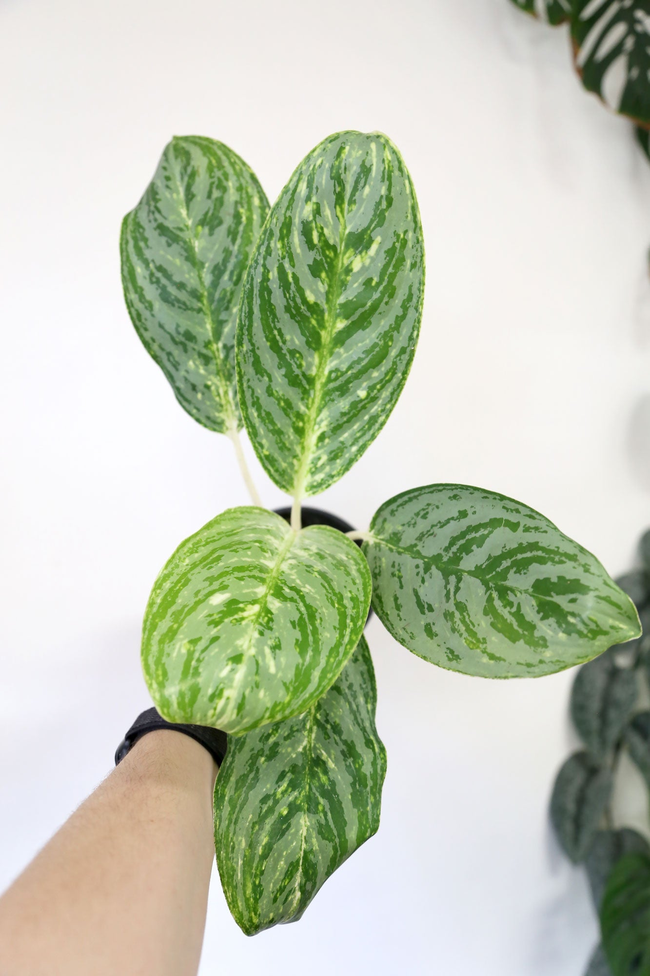 Aglaonema 'Golden Madonna' – Green Amigos